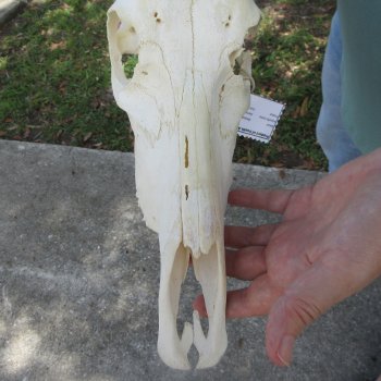 B-Grade 13" Horns on Female Blesbok Skull