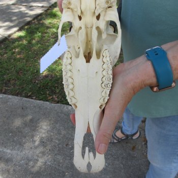 B-Grade 13" Horns on Female Blesbok Skull