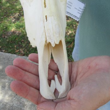 B-Grade 13" Horns on Female Blesbok Skull