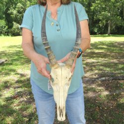  B-Grade Male Blesbok Skull with 12" Horns