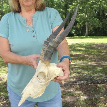  B-Grade Male Blesbok Skull with 12" Horns