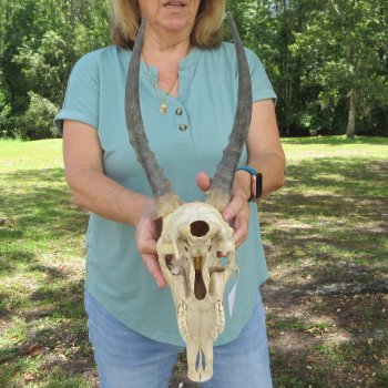  B-Grade Male Blesbok Skull with 12" Horns