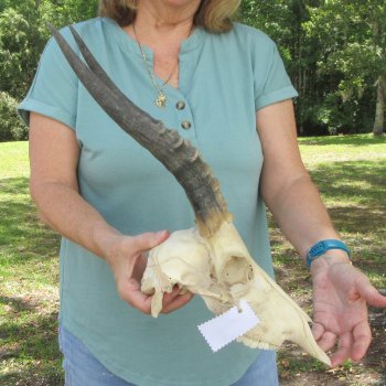  B-Grade Male Blesbok Skull with 12" Horns