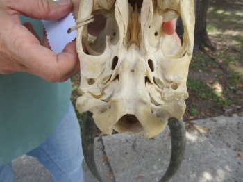  B-Grade Male Blesbok Skull with 12" Horns