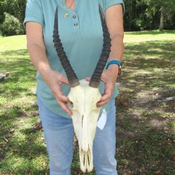 B-Grade 11" & 12" Horns on Female Blesbok Skull