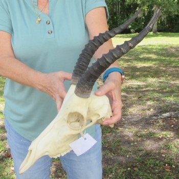 B-Grade 11" & 12" Horns on Female Blesbok Skull