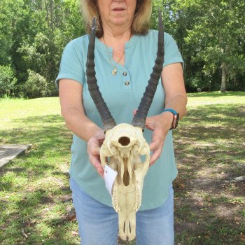B-Grade 11" & 12" Horns on Female Blesbok Skull