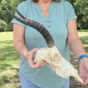 B-Grade 11" & 12" Horns on Female Blesbok Skull
