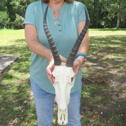 B-Grade 13" Horns on Female Blesbok Skull