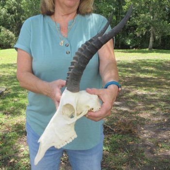 B-Grade 13" Horns on Female Blesbok Skull