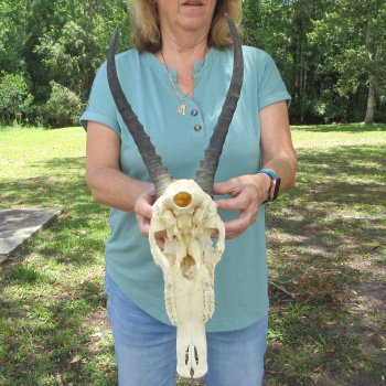B-Grade 13" Horns on Female Blesbok Skull