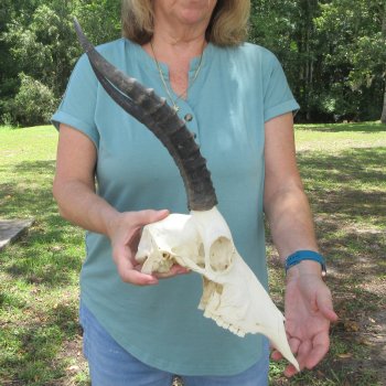 B-Grade 13" Horns on Female Blesbok Skull