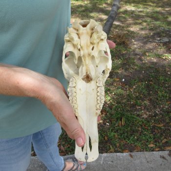 B-Grade 13" Horns on Female Blesbok Skull