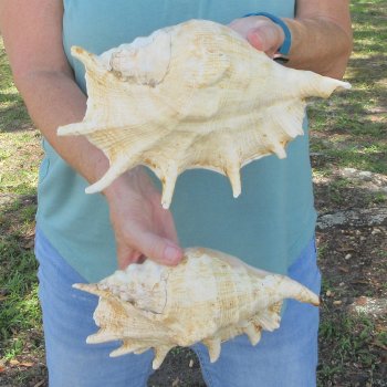 Two piece 10" Giant Spider Conch Shell  