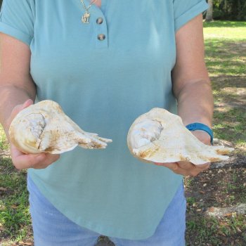 Two piece 10" Giant Spider Conch Shell  