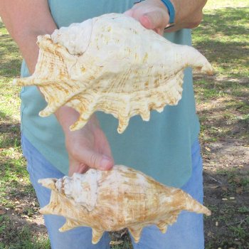 Two piece 10" Giant Spider Conch Shell  