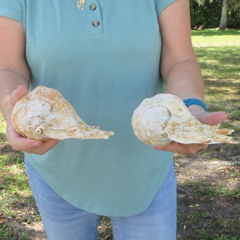 Two piece 10" Giant Spider Conch Shell  