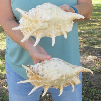 Two piece 9-1/2" & 11-1/2" Giant Spider Conch Shell  