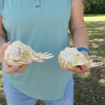 Two piece 9-1/2" & 11-1/2" Giant Spider Conch Shell  