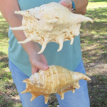 Two piece 10-1/4" Giant Spider Conch Shell  