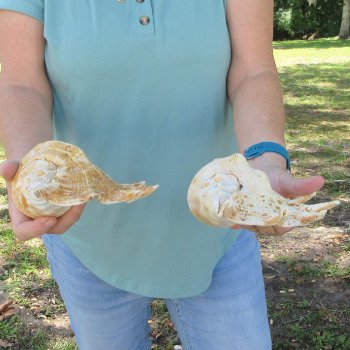 Two piece 10-1/4" Giant Spider Conch Shell  