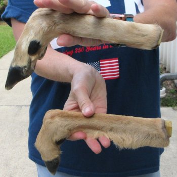 Two Preserved Deer Legs 13-1/2" & 14"