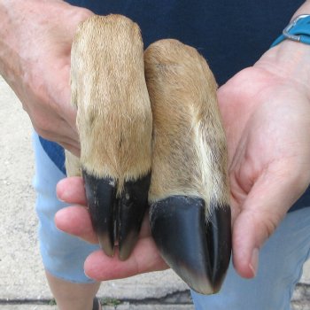 Two Preserved Deer Legs 13-1/2" & 14"