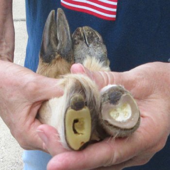Two Preserved Deer Legs 13-1/2" & 14"