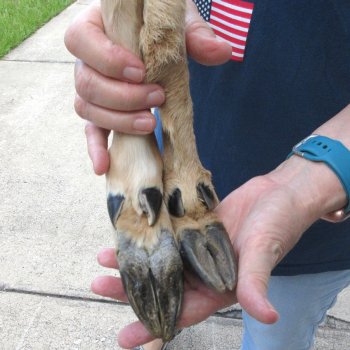 Two Preserved Deer Legs 13-1/2" & 14"