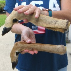 Two Preserved Deer ...