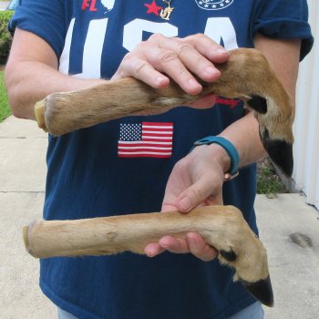 Two Preserved Deer Legs 14-1/2" & 15"