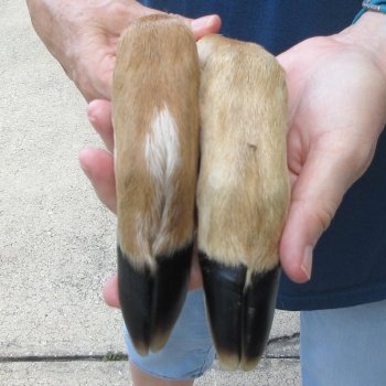 Two Preserved Deer Legs 14-1/2" & 15"