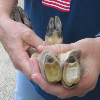 Two Preserved Deer Legs 14-1/2" & 15"