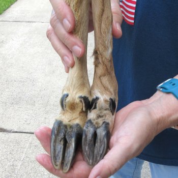 Two Preserved Deer Legs 14-1/2" & 15"