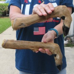 Two Preserved Deer ...