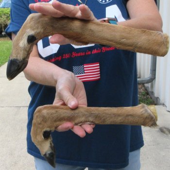 Two Preserved Deer Legs 15-1/2"