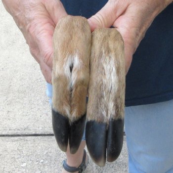 Two Preserved Deer Legs 15-1/2"
