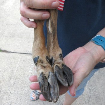 Two Preserved Deer Legs 15-1/2"