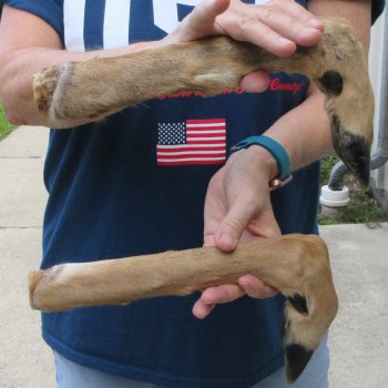 Two Preserved Deer Legs 16-1/2"