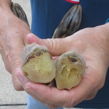 Two Preserved Deer Legs 16-1/2"