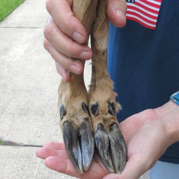 Two Preserved Deer Legs 16-1/2"