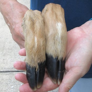 Two Preserved Deer Legs 16-1/2"