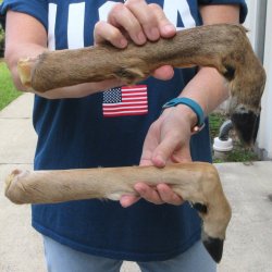 Two Preserved Deer ...