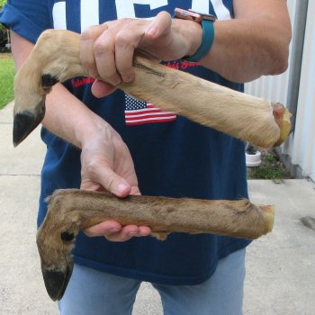 Two Preserved Deer Legs 16-1/2"