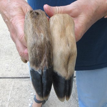 Two Preserved Deer Legs 16-1/2"