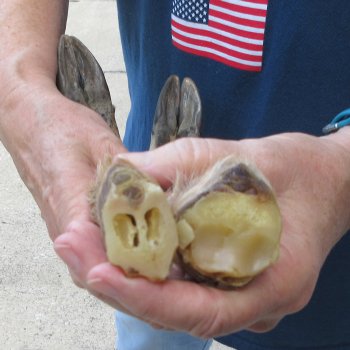 Two Preserved Deer Legs 16-1/2"