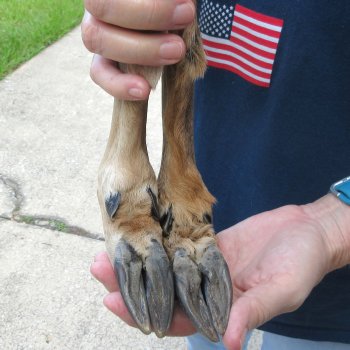 Two Preserved Deer Legs 16-1/2"