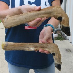 Two Preserved Deer ...