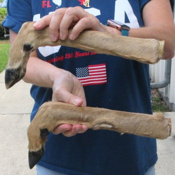 Two Preserved Deer Legs 15-1/2"