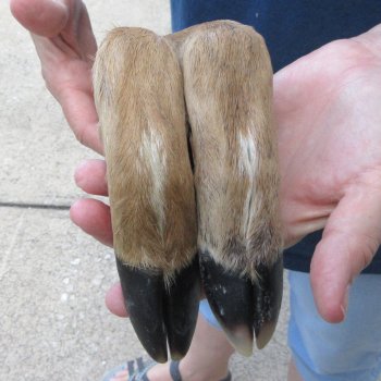 Two Preserved Deer Legs 15-1/2"